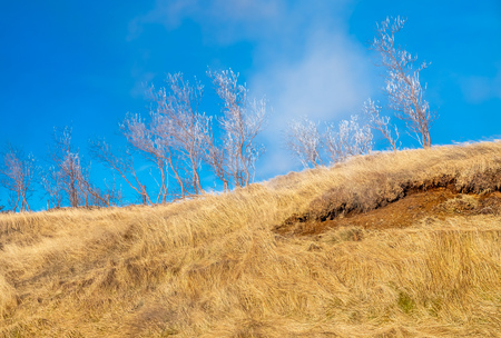 Leafless tree on grass field in Deildartunguhver hot spring in winter season, Icelandの写真素材