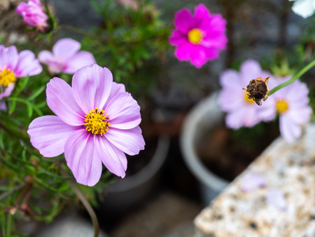 Colorful flowers in Japanese garden during autumn seasonの写真素材