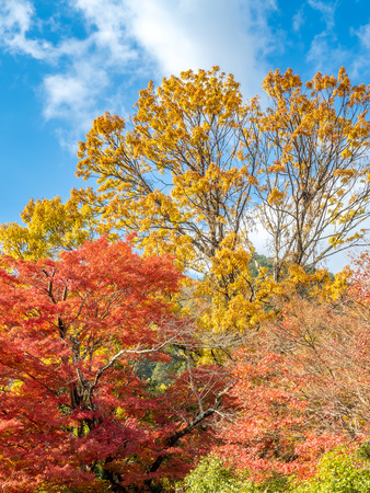 Colorful leaves on tree with cloudy blue sky in background, in autumn season in outdoor garden in Japanの写真素材