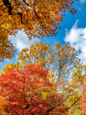 Colorful leaves on tree with cloudy blue sky in background, in autumn season in outdoor garden in Japanの写真素材