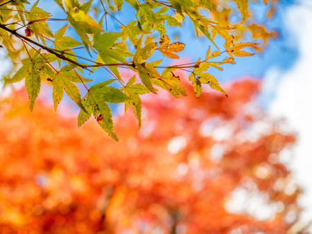 Colorful leaves on tree with cloudy blue sky in background, in autumn season in outdoor garden in Japanの写真素材