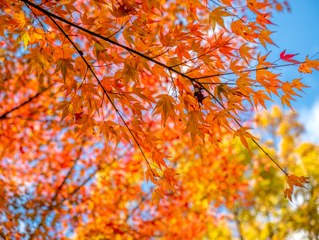 Colorful leaves on tree with cloudy blue sky in background, in autumn season in outdoor garden in Japanの写真素材