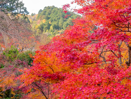 Colorful leaves on tree with cloudy blue sky in background, in autumn season in outdoor garden in Japanの写真素材