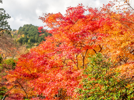 Colorful leaves on tree with cloudy blue sky in background, in autumn season in outdoor garden in Japanの写真素材