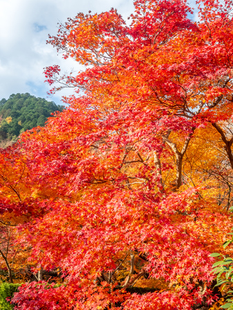 Colorful leaves on tree with cloudy blue sky in background, in autumn season in outdoor garden in Japanの写真素材