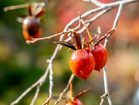 Red fruits on tree in autumn seasonの写真素材