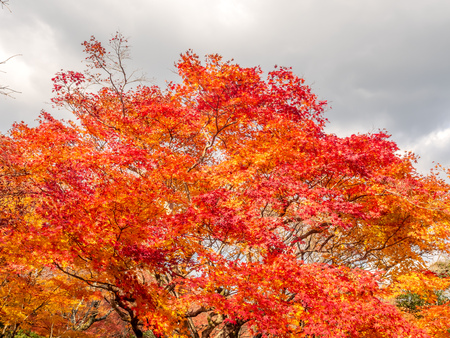Colorful leaves on tree with cloudy blue sky in background, in autumn season in outdoor garden in Japanの写真素材