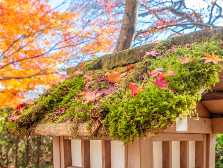 Classic Japanese style pavilion in colorful leaves autumn forest