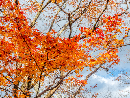Colorful leaves on tree with cloudy blue sky in background, in autumn season in outdoor garden in Japanの写真素材