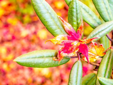 Colorful flowers in Japanese garden during autumn seasonの写真素材