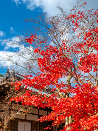 Classic Japanese style pavilion in colorful leaves autumn forestのeditorial素材
