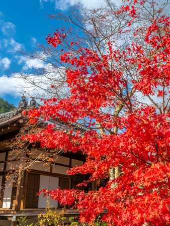 Classic Japanese style pavilion in colorful leaves autumn forestのeditorial素材
