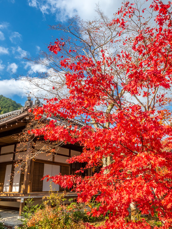 Classic Japanese style pavilion in colorful leaves autumn forestのeditorial素材