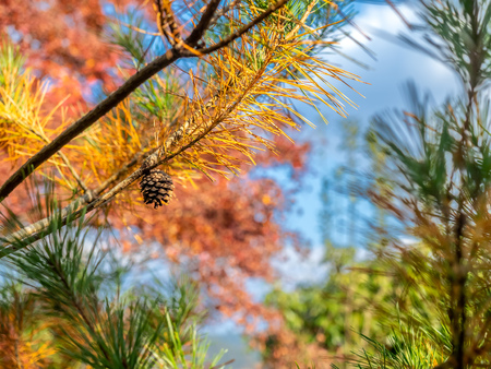 Colorful leaves on tree with cloudy blue sky in background, in autumn season in outdoor garden in Japanの写真素材
