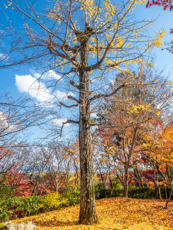 Tall leafless tree with fallen colorful leaves in autumn seasonのeditorial素材