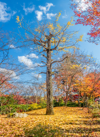 Tall leafless tree with fallen colorful leaves in autumn seasonのeditorial素材