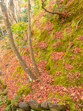 Colorful leaves on tree with cloudy blue sky in background, in autumn season in outdoor garden in Japanのeditorial素材