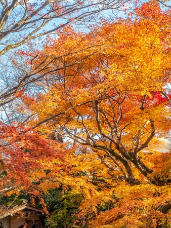 Colorful leaves on tree with cloudy blue sky in background, in autumn season in outdoor garden in Japanのeditorial素材