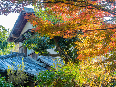 Japanese style building with colorful autumn leaves in gardenのeditorial素材