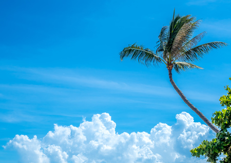 Coconut tree at seaside beach under cloudy summer blue skyの写真素材