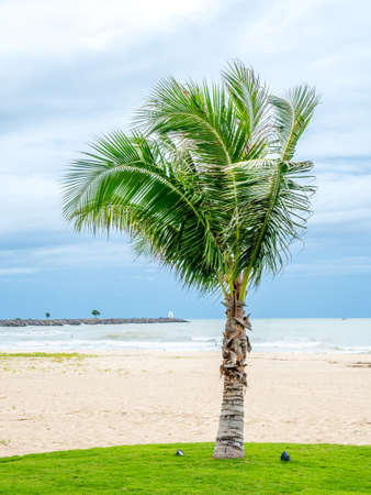 Seascape with beach tree under cloudy blue sky in Thailandの写真素材