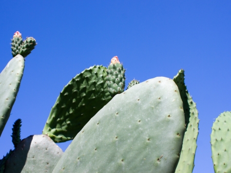 a cactus flowerの写真素材