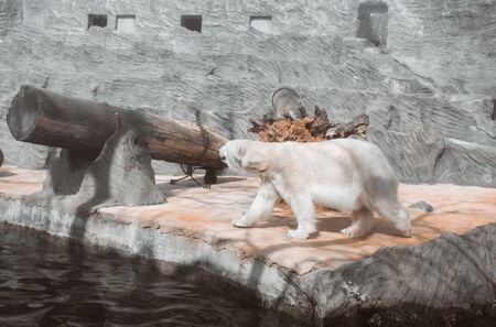 white bear walking on stone in a zooの写真素材