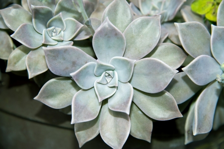 Graptopetalum paraguayense の写真素材