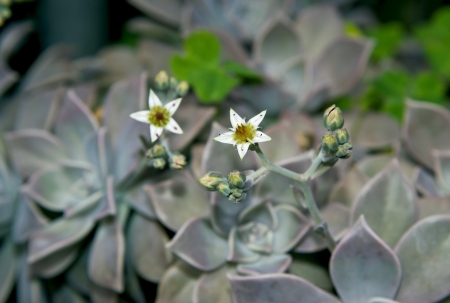 Graptopetalum paraguayense is Floweringの写真素材