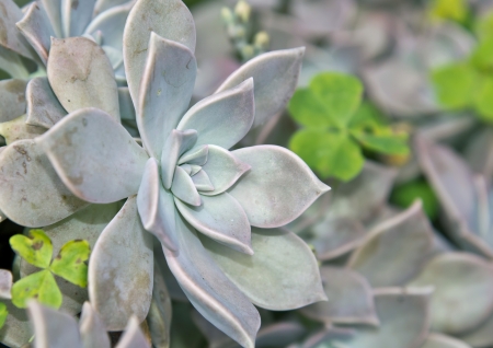 Graptopetalum paraguayense の写真素材