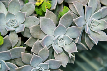Graptopetalum paraguayense の写真素材