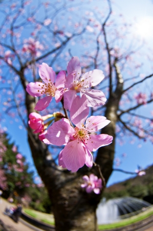 Taiwan Yangmingshan National Park,Cherry blossomの写真素材