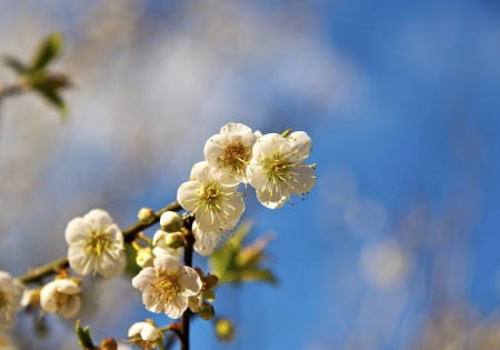 Plum blossom in winterの写真素材