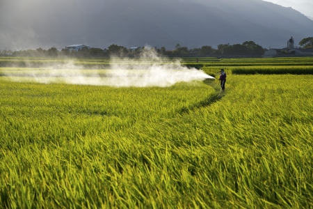 Beautiful pastoral scene in Taitung, Taiwan,の写真素材