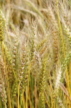 Wheat ripeの写真素材