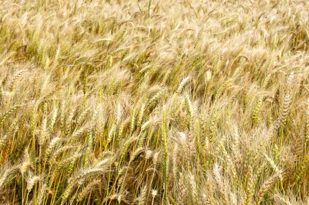 Wheat ripeの写真素材
