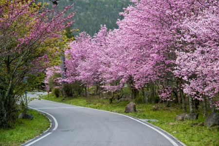 Beautiful Sakura Garden in Wuling Farm  Taiwanの写真素材