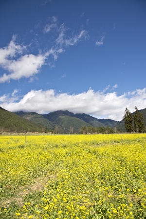 Beautiful flowers Field in Wuling Farm  Taiwanの写真素材