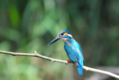 Common Kingfisherの写真素材