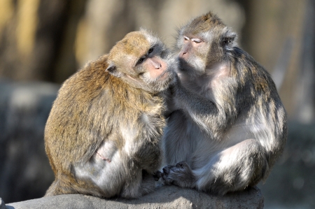 Two macaquesの写真素材