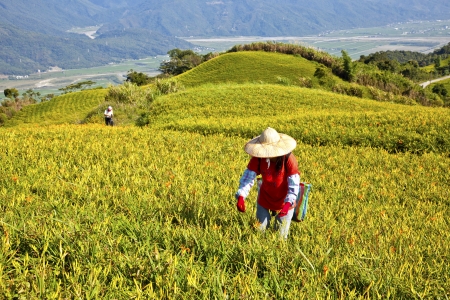 The Taiwan Liushidanshan mining liliesの写真素材