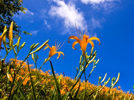 Lily flowers blooming in the blue skyの写真素材