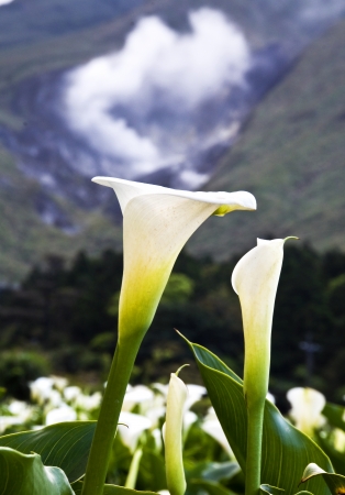 The Calla lily farms in Taiwan Taipeiの写真素材