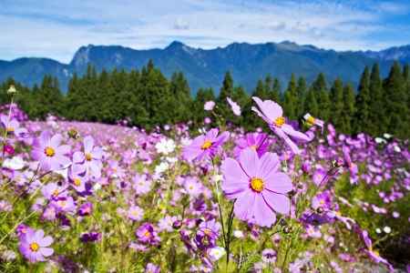 Beautiful flowers Field in Taiwanの写真素材