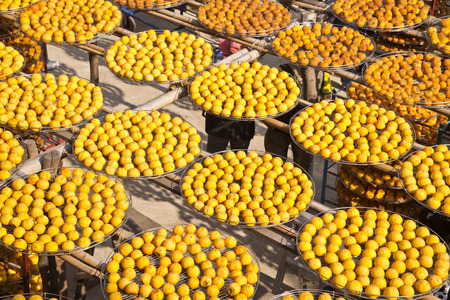 Persimmons under the sun