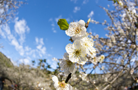 Plum flower blossom in Taiwanの写真素材