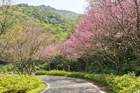 Cherry blossom in Taiwanの写真素材