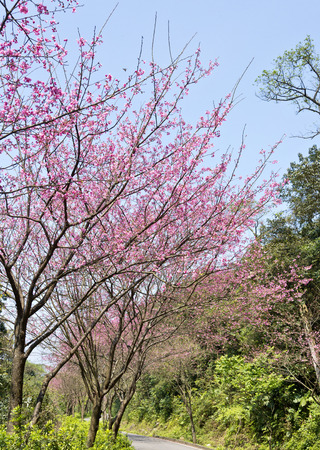 Cherry blossom in Taiwanの写真素材