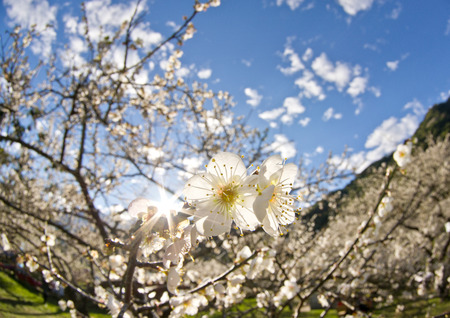 Plum flower blossom in Taiwanの写真素材