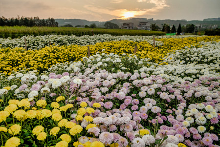 Blooming Chrysanthemum. At Miaoli city, Taiwan